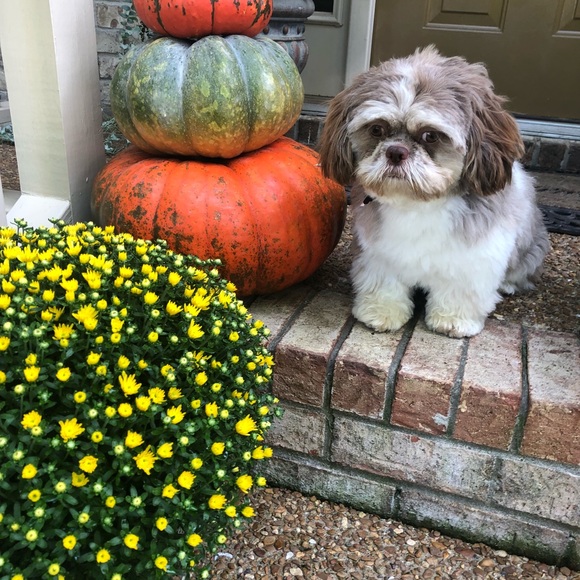 Meet your Posher, Lisa - Picture 1 of 1